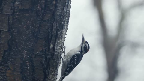 New England Hairy Woodpecker looks upwards on a tree on a gloomy rainy day