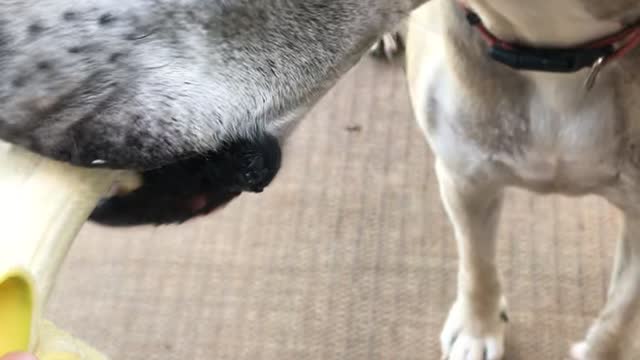 If You Give a Great Dane a Banana