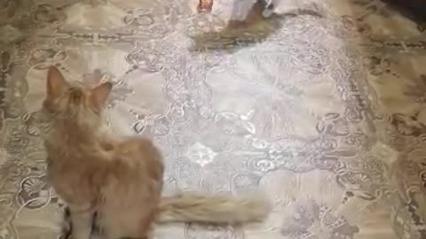 Playful cats