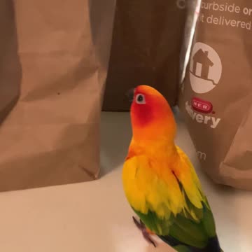 Happy parrot dances excitedly for groceries