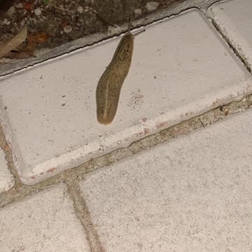 SLUG LIFE!!!