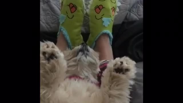 Fluffy small brown dog laying between legs being pet