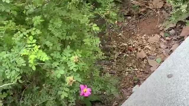 little bee under the leaf
