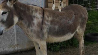 Goat Goes for a Ride on Donkey's Back