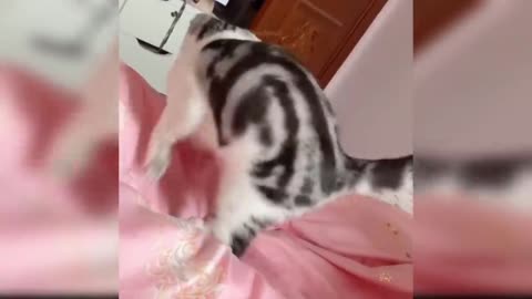 Cutipie cat Got scared 😮