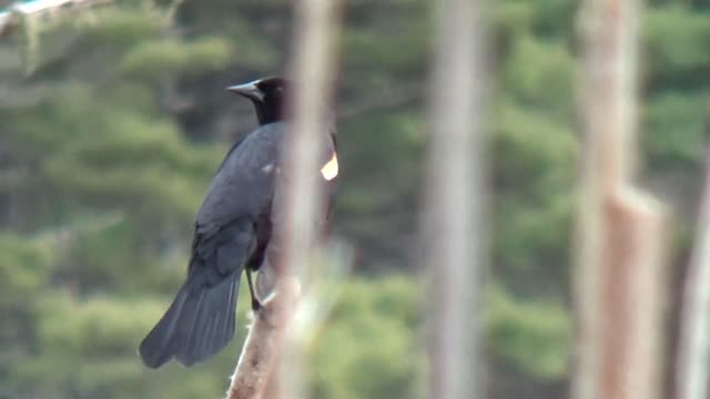 Red Winged Blackbird