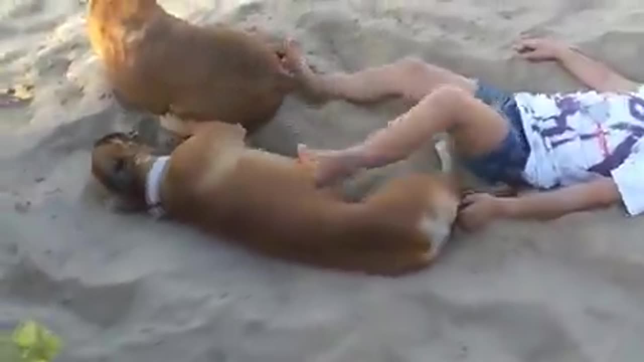 Little girl disturbs relaxing dog on the beach