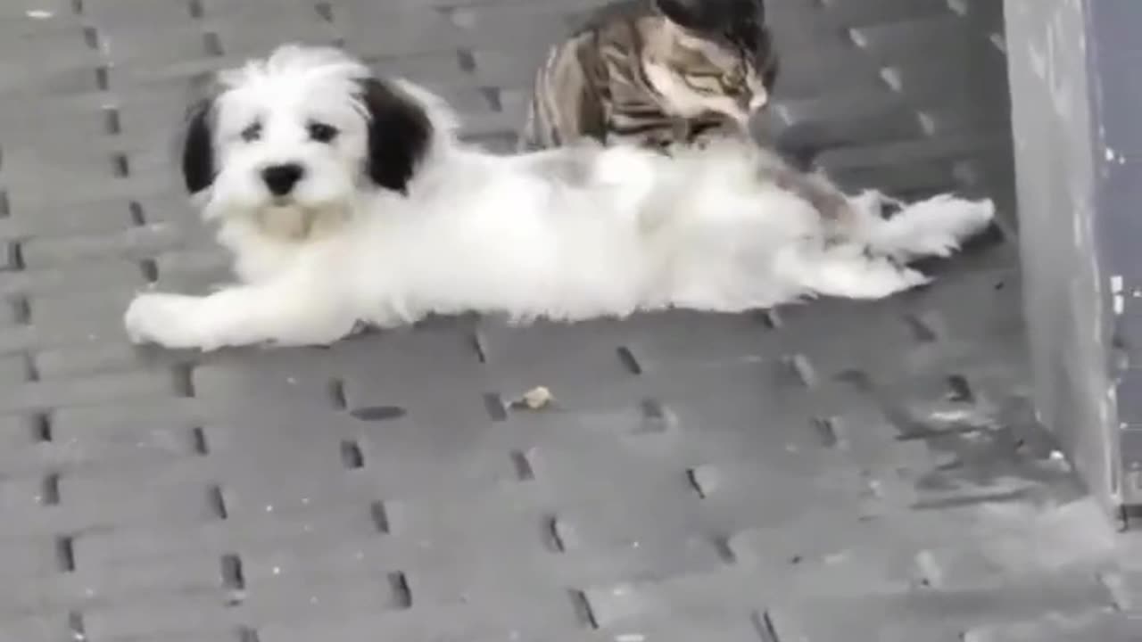 Funny Dog and Cat #htgruop #dog #cat #funny