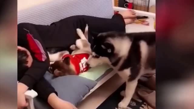 Funny dog #1