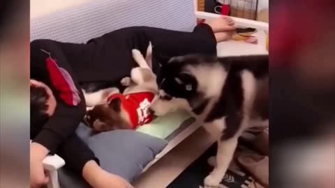 Funny dog #1