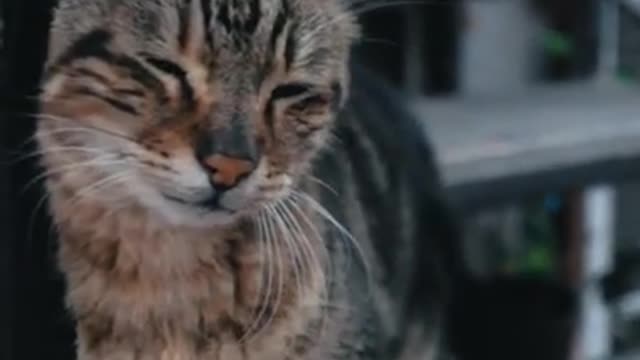 Tabby Cat Rubbing Against a Wooden Frame