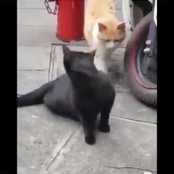 Cheating Cat with He First Girlfriends