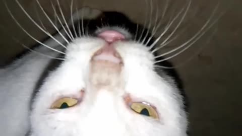 Click to watch a funny video of a cat