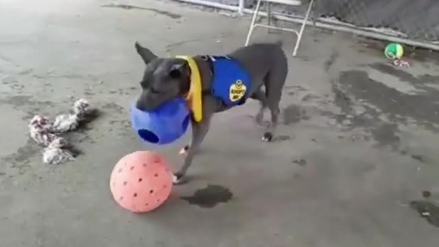 Dogy Playing with 2 Balls