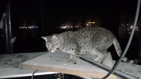 Homeless cat in Ras Al Khaimah, UAE: MICHAEL JACKSON #cat #cats #MichaelJackson #UAE #pets #pet #4u