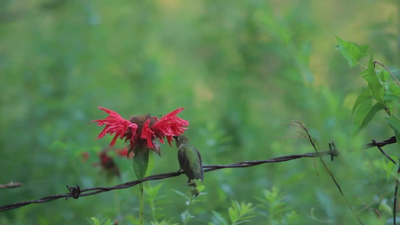 Hummingbird In Slow Motion - Behavior of animals