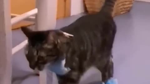 The cat stayed well out of range of the children.