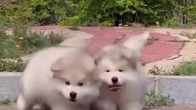 Cutest baby dog, Satisying 😹 Funny Animals videos #shorts