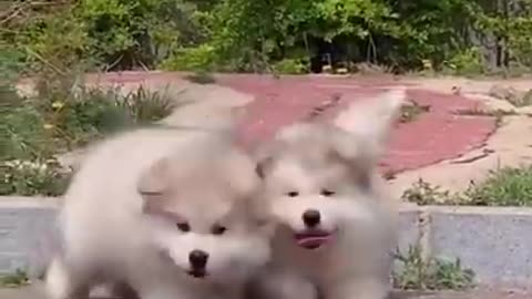 Cutest baby dog, Satisying 😹 Funny Animals videos #shorts