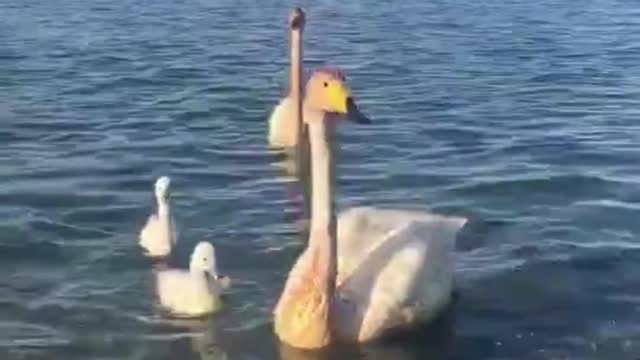 Clear lake water, elegant swan