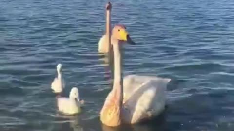 Clear lake water, elegant swan