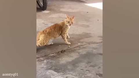 funny cat videos memes