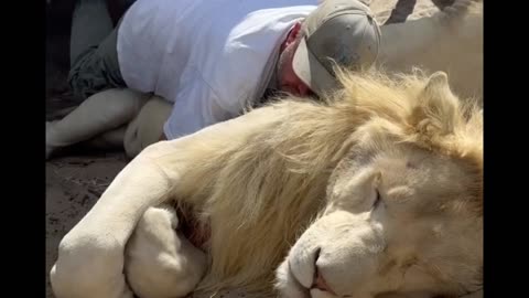 Huge Lion Cuddles