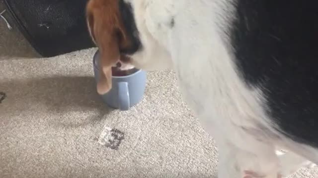 Dog fancies a spot of tea