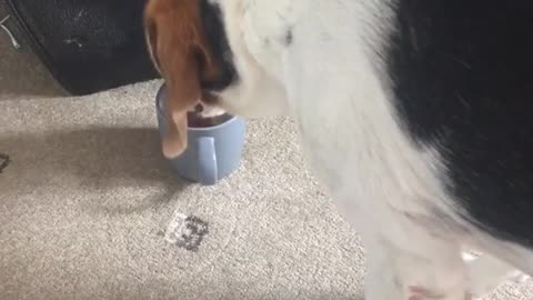 Dog fancies a spot of tea