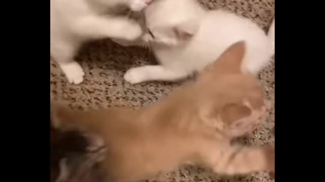 Funniest Cats 😹 - Don-t try to hold back Laughter 😂 - Funny Cats Life 08