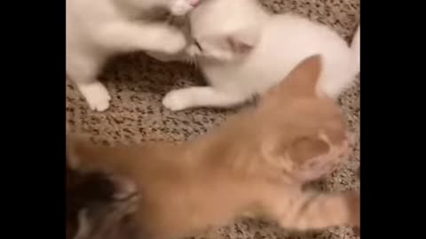 Funniest Cats 😹 - Don-t try to hold back Laughter 😂 - Funny Cats Life 08