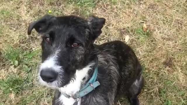 The dog dances around the cone guilty of playing in the mud