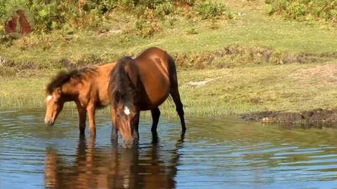 Learn about Adorable animals cat , dog , duck , otter , cow , squirrel, Animals sounds