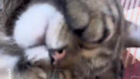 Now we have cat math