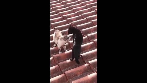 Hilarious Feline Antics: A Must-Watch Cat Comedy Compilation!"