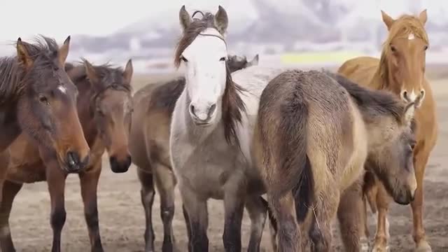 Cute And Funny Horse Video Compilation : Cute Moment Of The Horses 🤗