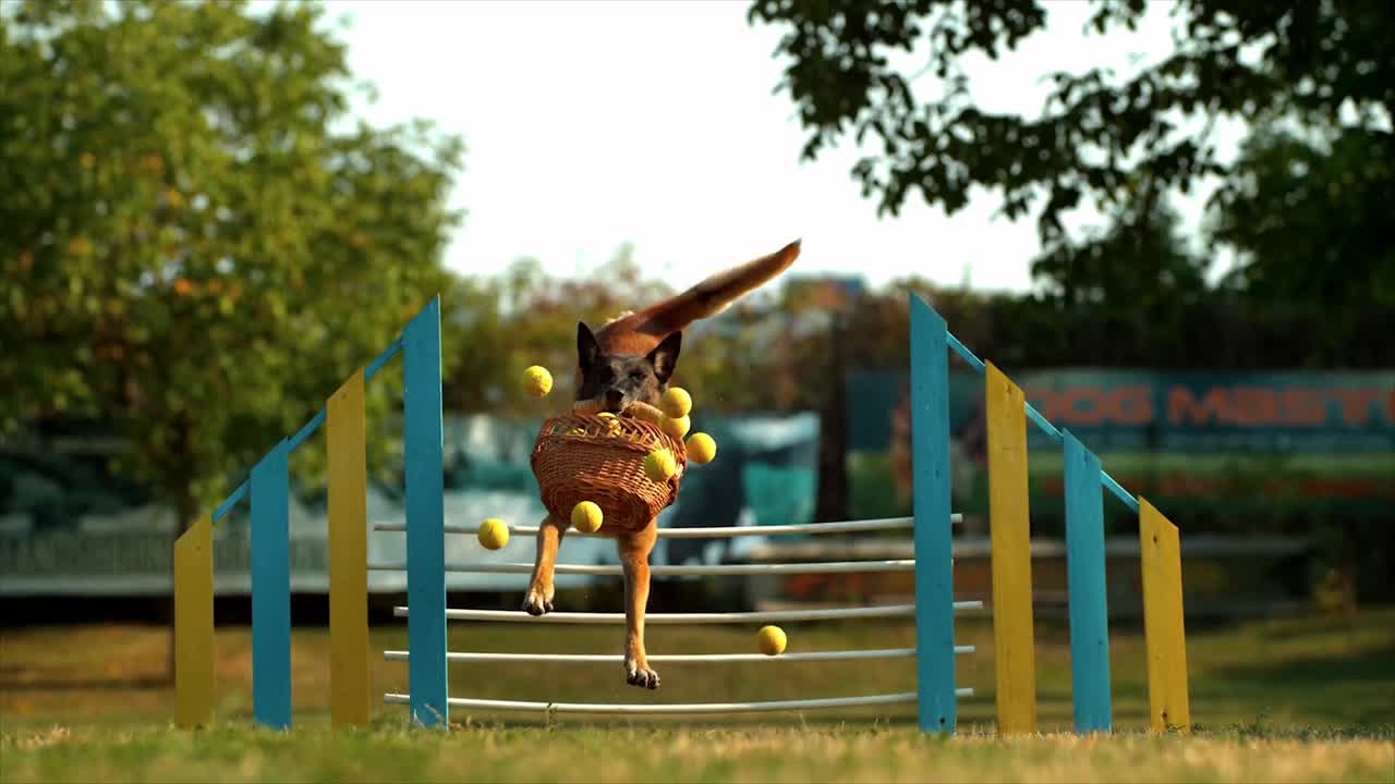 Dog Jumping Over a Hurdle With a Basket Full of Balls