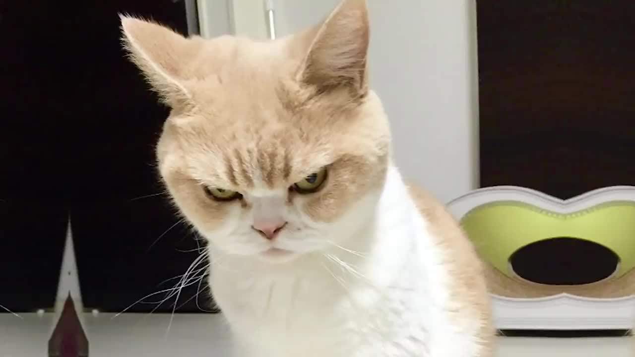 Angry Cats Funny Pets