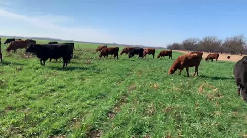 350- Spring calving Angus heifers.