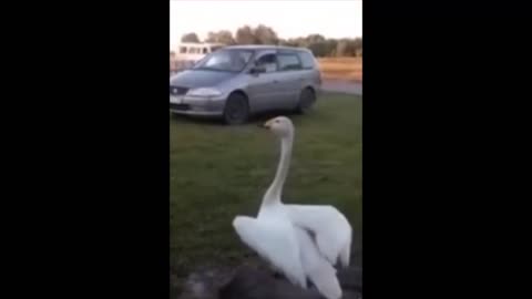 The goose meets the owner in Russia