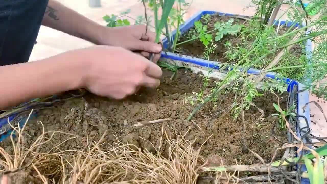 How to Grow Garlic and Harvest Bulbs at Home