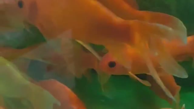 Goldfish swim happily in the fish tank.