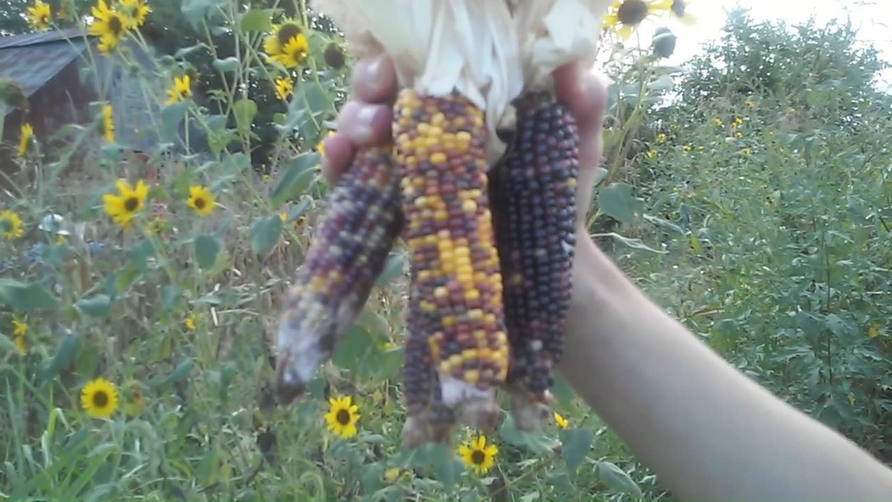 2021 harvesting flint corn