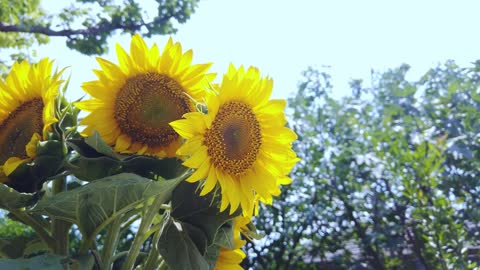 Sunflower garden