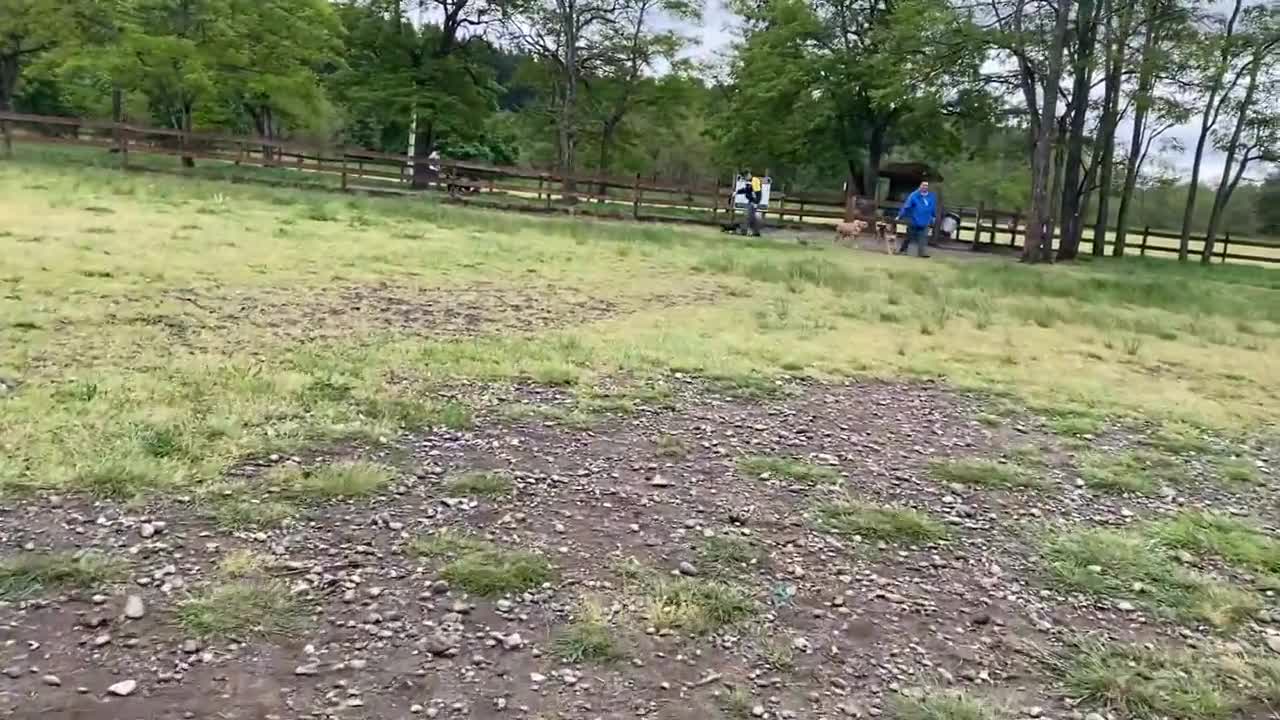 German Shepherd Attacks Pitbull