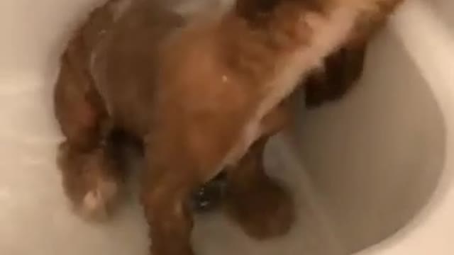 Bath pet 😍😄😄