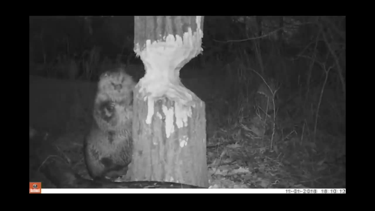 Beaver cutting trees Down Bushnell Trophy Cam