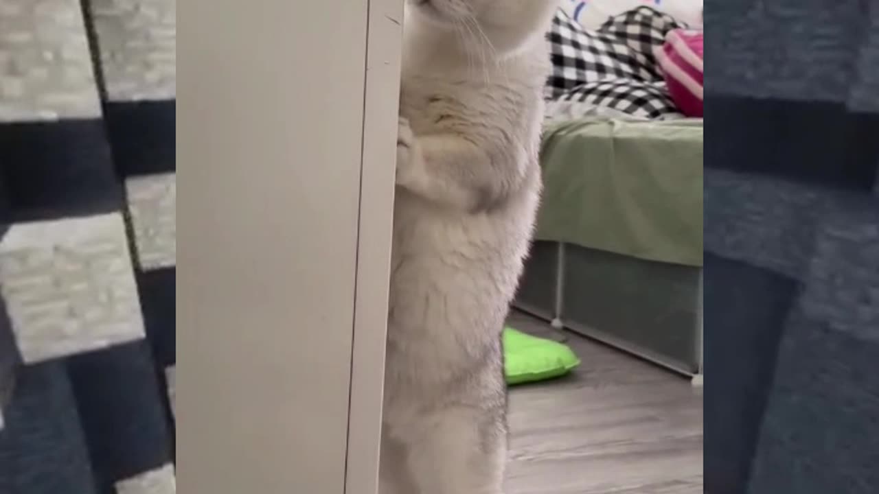 Spying Cat😂