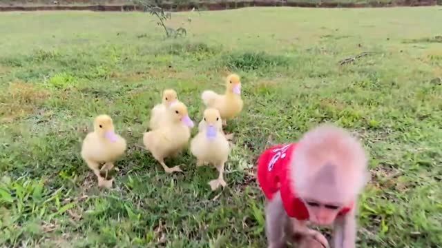 Baby Monkey Herding Duck perfect