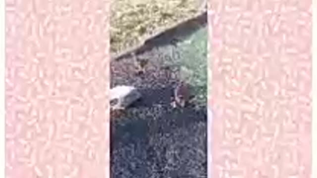 Funny animals videos